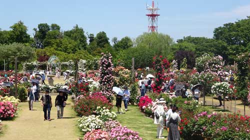 春の京成バラ園の風景