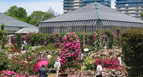 京成バラ園の風景