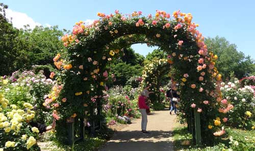 春の京成バラ園
