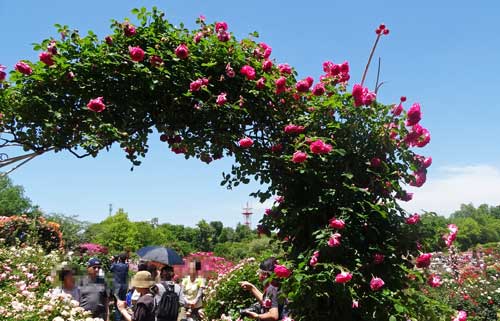 京成バラ園の風景