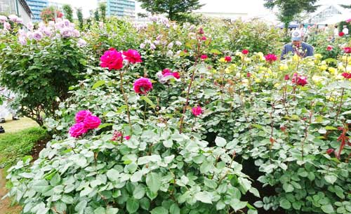 少し曇り気味のバラ園