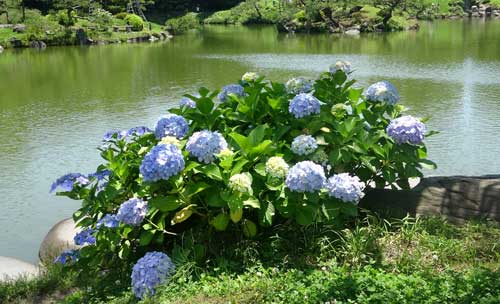 清澄庭園のアジサイ