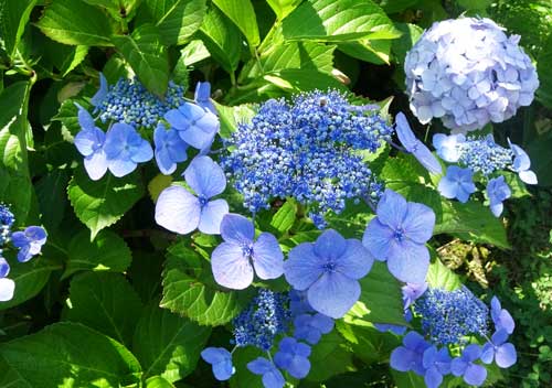 晴れた日のアジサイ開花