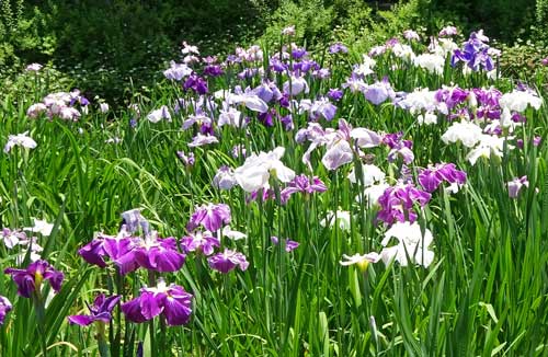 花菖蒲の開花です