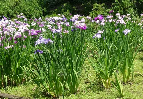 初夏の花