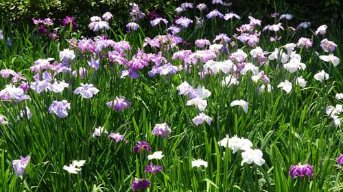 清澄庭園の花菖蒲