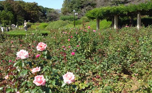 神代植物公園の秋バラ