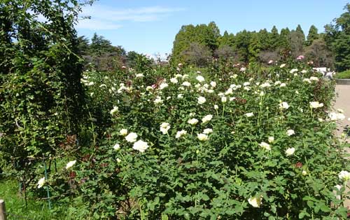 秋バラの開花風景