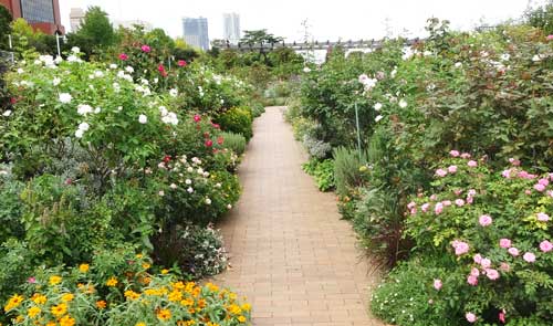 山下公園の草花