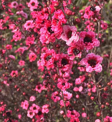 春から開花する